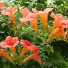 100+ Trumpet Creeper Vine Seeds - Perennial Flower (Campsis radicans) - Image 1