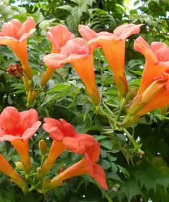 100+ Trumpet Creeper Vine Seeds - Perennial Flower (Campsis radicans) - Image 1