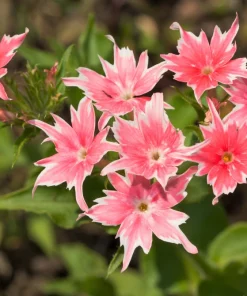 100 Twinkle Dwarf Phlox Seeds - Star Mix Mixed Colors Flower Seeds - Image 10