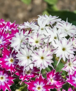 100 Twinkle Dwarf Phlox Seeds - Star Mix Mixed Colors Flower Seeds - Image 2