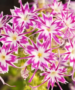 100 Twinkle Dwarf Phlox Seeds - Star Mix Mixed Colors Flower Seeds - Image 3