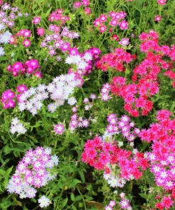 100 Twinkle Dwarf Phlox Seeds - Star Mix Mixed Colors Flower Seeds - Image 4