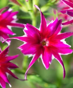 100 Twinkle Dwarf Phlox Seeds - Star Mix Mixed Colors Flower Seeds - Image 5