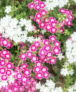 100 Twinkle Dwarf Phlox Seeds - Star Mix Mixed Colors Flower Seeds - Image 6