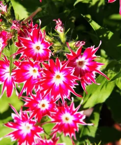 100 Twinkle Dwarf Phlox Seeds - Star Mix Mixed Colors Flower Seeds - Image 7