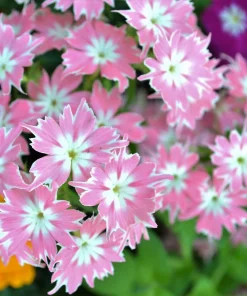 100 Twinkle Dwarf Phlox Seeds - Star Mix Mixed Colors Flower Seeds - Image 8