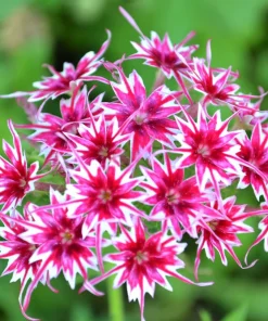 100 Twinkle Dwarf Phlox Seeds - Star Mix Mixed Colors Flower Seeds - Image 9