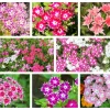 100 Twinkle Dwarf Phlox Seeds - Star Mix Mixed Colors Flower Seeds - Image 1