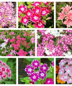 100 Twinkle Dwarf Phlox Seeds - Star Mix Mixed Colors Flower Seeds - Image 1