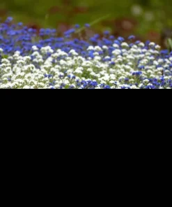 100 Victoria White Forget-Me-Not Seeds - Myosotis Alpestris Flower Seeds - Image 10
