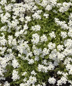 100 Victoria White Forget-Me-Not Seeds - Myosotis Alpestris Flower Seeds - Image 2