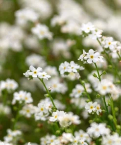 100 Victoria White Forget-Me-Not Seeds - Myosotis Alpestris Flower Seeds - Image 3