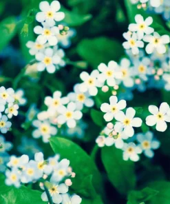 100 Victoria White Forget-Me-Not Seeds - Myosotis Alpestris Flower Seeds - Image 4