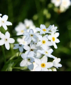 100 Victoria White Forget-Me-Not Seeds - Myosotis Alpestris Flower Seeds - Image 5