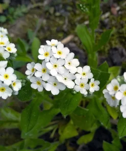 100 Victoria White Forget-Me-Not Seeds - Myosotis Alpestris Flower Seeds - Image 6