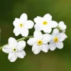100 Victoria White Forget-Me-Not Seeds - Myosotis Alpestris Flower Seeds - Image 1