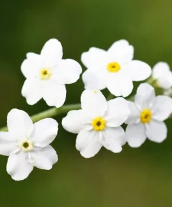 100 Victoria White Forget-Me-Not Seeds - Myosotis Alpestris Flower Seeds - Image 1
