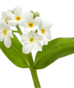 100 Victoria White Forget-Me-Not Seeds - Myosotis Alpestris Flower Seeds - Image 7