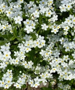100 Victoria White Forget-Me-Not Seeds - Myosotis Alpestris Flower Seeds - Image 8