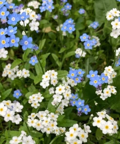 100 Victoria White Forget-Me-Not Seeds - Myosotis Alpestris Flower Seeds - Image 9
