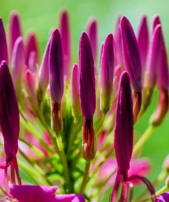 100 Violet Queen Cleome Seeds – Purple Spider Flower Seeds – Outdoor - Image 10