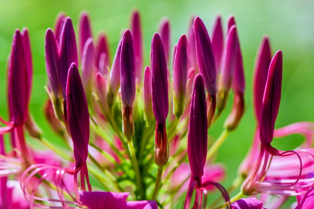 100 Violet Queen Cleome Seeds – Purple Spider Flower Seeds – Outdoor - Image 10