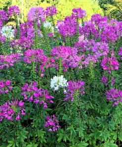 100 Violet Queen Cleome Seeds – Purple Spider Flower Seeds – Outdoor - Image 2