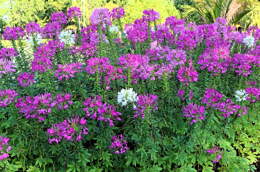 100 Violet Queen Cleome Seeds – Purple Spider Flower Seeds – Outdoor - Image 2