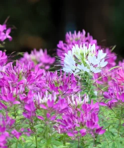 100 Violet Queen Cleome Seeds – Purple Spider Flower Seeds – Outdoor - Image 3