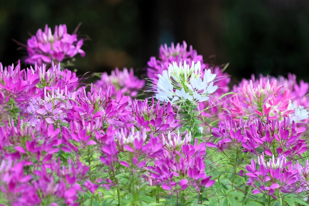 100 Violet Queen Cleome Seeds – Purple Spider Flower Seeds – Outdoor - Image 3