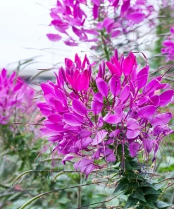 100 Violet Queen Cleome Seeds – Purple Spider Flower Seeds – Outdoor - Image 4