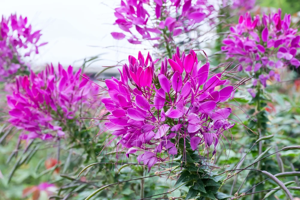 100 Violet Queen Cleome Seeds – Purple Spider Flower Seeds – Outdoor - Image 4
