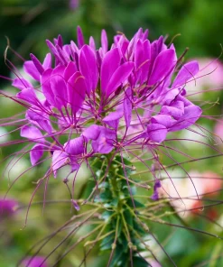 100 Violet Queen Cleome Seeds – Purple Spider Flower Seeds – Outdoor - Image 5