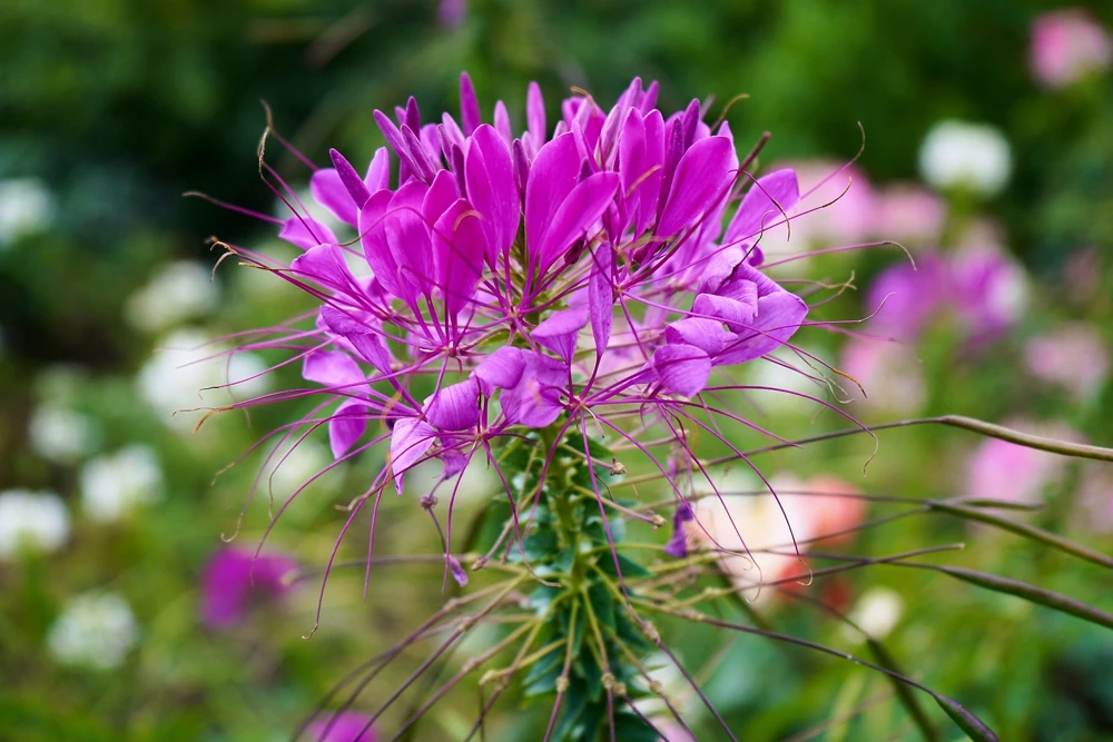 100 Violet Queen Cleome Seeds – Purple Spider Flower Seeds – Outdoor - Image 5