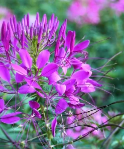 100 Violet Queen Cleome Seeds – Purple Spider Flower Seeds – Outdoor - Image 6