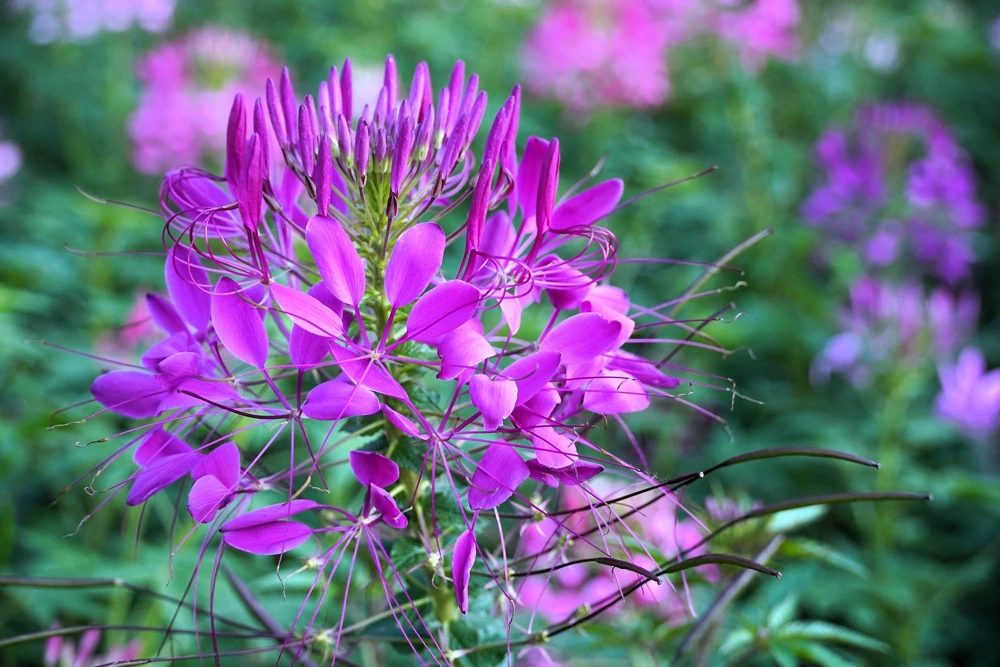 100 Violet Queen Cleome Seeds – Purple Spider Flower Seeds – Outdoor - Image 6