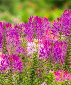 100 Violet Queen Cleome Seeds – Purple Spider Flower Seeds – Outdoor - Image 7