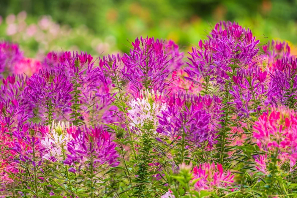 100 Violet Queen Cleome Seeds – Purple Spider Flower Seeds – Outdoor - Image 7