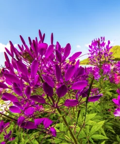 100 Violet Queen Cleome Seeds – Purple Spider Flower Seeds – Outdoor - Image 8