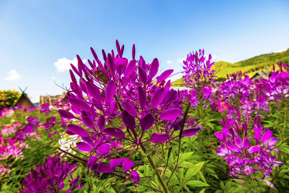 100 Violet Queen Cleome Seeds – Purple Spider Flower Seeds – Outdoor - Image 8