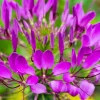 100 Violet Queen Cleome Seeds – Purple Spider Flower Seeds – Outdoor - Image 1