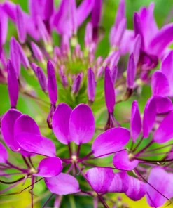 100 Violet Queen Cleome Seeds – Purple Spider Flower Seeds – Outdoor - Image 1