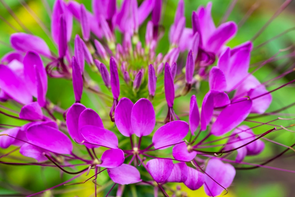 100 Violet Queen Cleome Seeds – Purple Spider Flower Seeds – Outdoor - Image 1
