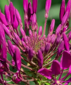 100 Violet Queen Cleome Seeds – Purple Spider Flower Seeds – Outdoor - Image 9