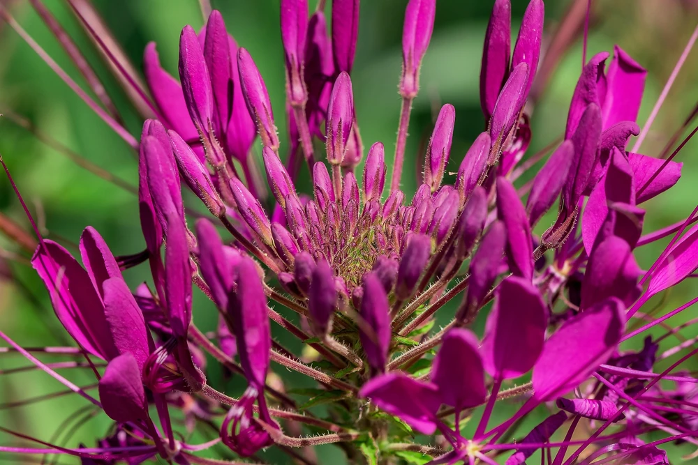 100 Violet Queen Cleome Seeds – Purple Spider Flower Seeds – Outdoor - Image 9