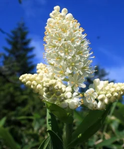 100 Virginia Bunchflower Lily Seeds - White Melanthium Virginicum Flower - Image 10