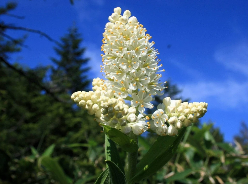 100 Virginia Bunchflower Lily Seeds - White Melanthium Virginicum Flower - Image 10