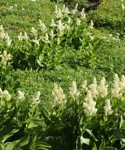 100 Virginia Bunchflower Lily Seeds - White Melanthium Virginicum Flower - Image 11
