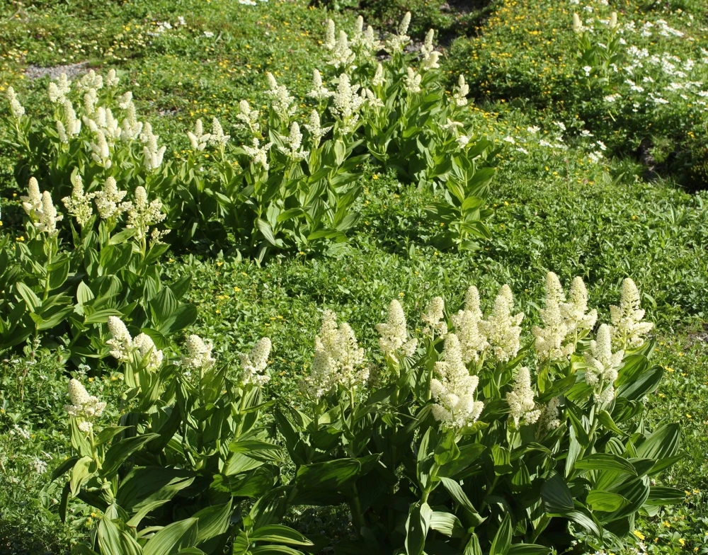 100 Virginia Bunchflower Lily Seeds - White Melanthium Virginicum Flower - Image 11