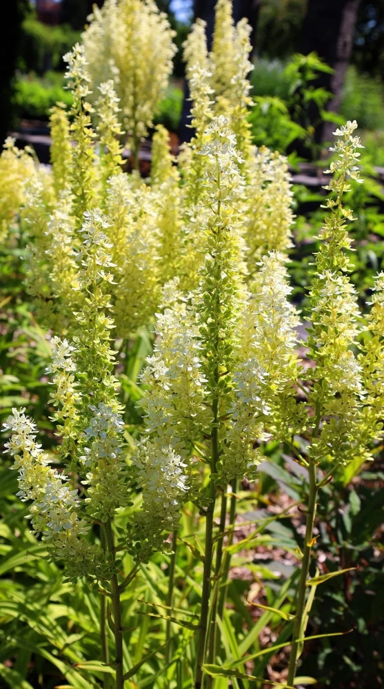 100 Virginia Bunchflower Lily Seeds - White Melanthium Virginicum Flower - Image 12